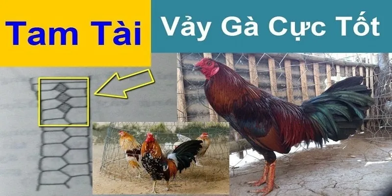 Vảy tam tài vảy gà cực tốt